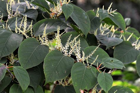 Late-stage <b>Lyme</b> patients may experience many different symptoms, including fatigue, joint pains, memory problems, facial paralysis, aches, stiffness in the neck, heart palpitations, and severe headaches. . Japanese knotweed lyme side effects